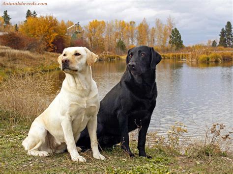 Labrador Retriever - Puppies, Rescue, Pictures, Information ...