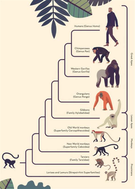 illustrated monkeys american infographic