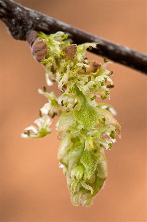 hackberry – Woody Plants of Ohio