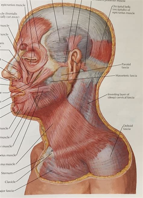 superficial face Diagram | Quizlet