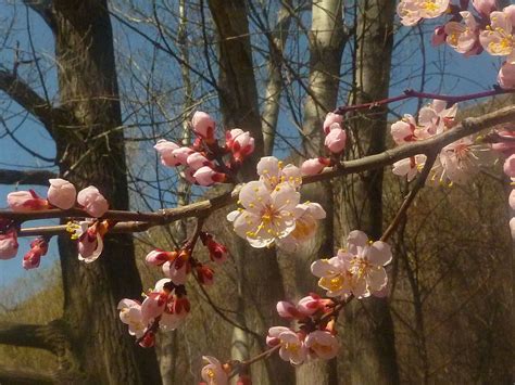 discover  yearning ideas   pinterest board pretty pictures