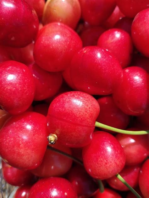 KLONDYKE CHERRY FARM - Updated 2024 Prices & Ranch Reviews (Ceres ...