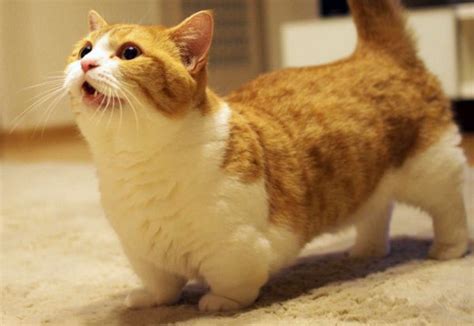 Котик на коротких лапках "Манчкін" • Характер • Догляд | ВСЕ ПРО КОТИКІВ