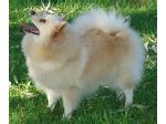 German Spitz Mittel Breeders Australia | German Spitz Mittel Info & puppies