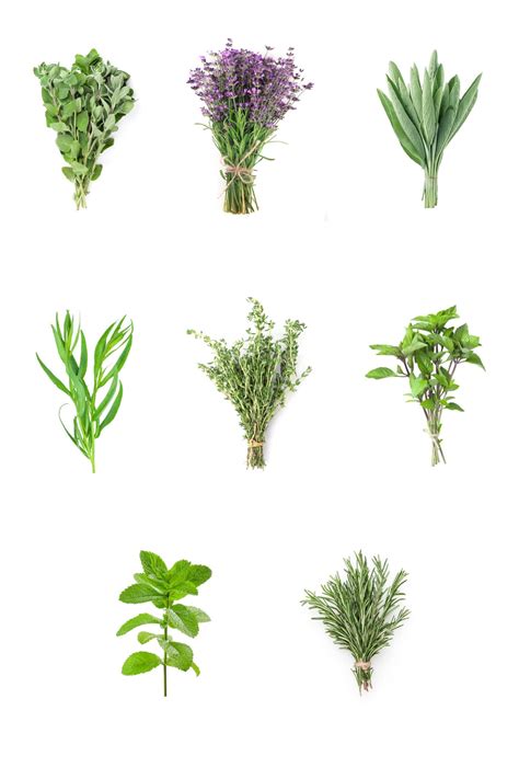 Eggplant Companion Plants - Which Plants Bring Benefits