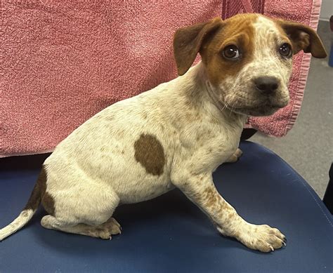 Tyler, - UPDATE: Adopted 3/21/25 Abandoned at Bossart Dog Park. ID