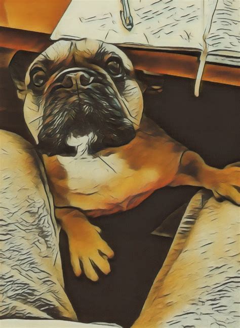 frenchie dog  photo  pixabay pixabay