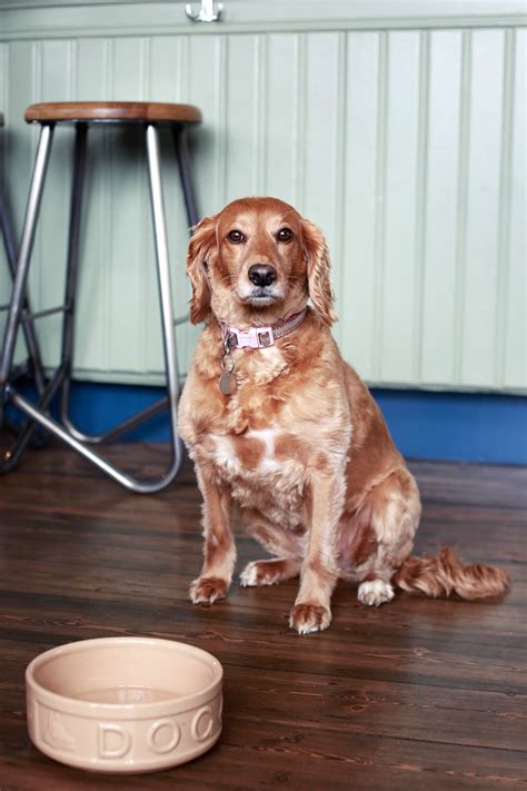 Gallery | José Pizarro