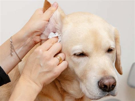 Como Limpar O Ouvido Do Cachorro - Aprenda a limpar corretamente o ouvido do seu cachorro e evitar ...