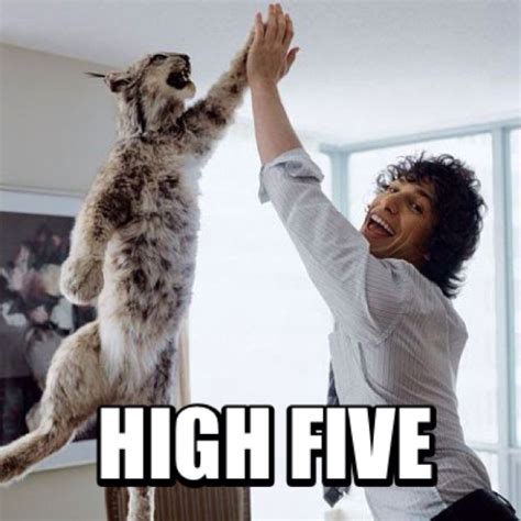 High five meme | Funny animals, Funny animal pictures, Andy samberg