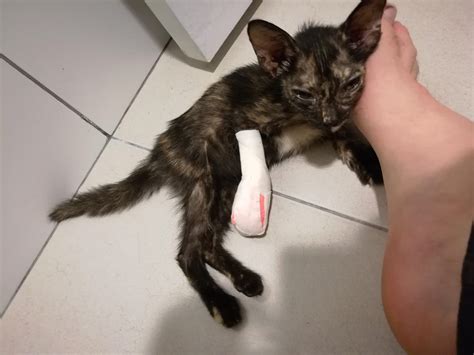how to cat injured easily 5