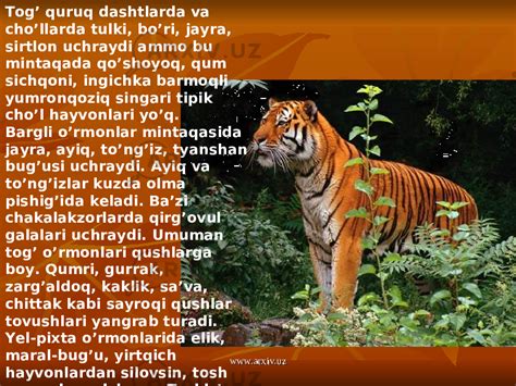 Markaziy Osiyo hayvonot dunyosi - География - Презентации