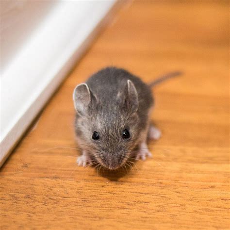 dark brown mouse uk  british mice identification guide ljnn