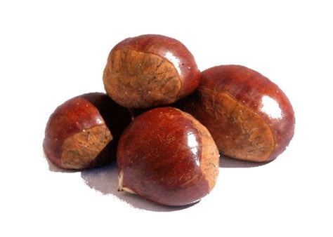chestnut  proven health benefits facts drlogy