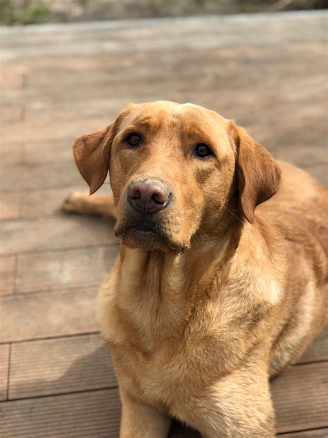 Golden Retriever Lab Mix