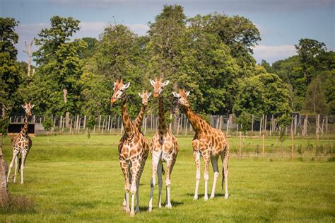 Rothschild's giraffe | Woburn Safari Park