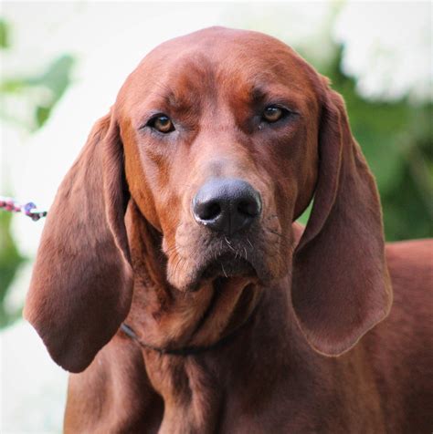 rimfire redbones williamstown ny