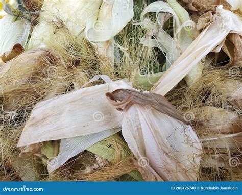 pile  corn husk waste stock photo image  growth