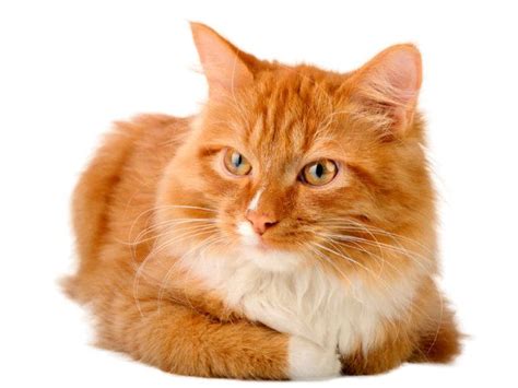 Болезнь почек у кошек: симптомы и лечение. Проблемы с почками у кошек ...