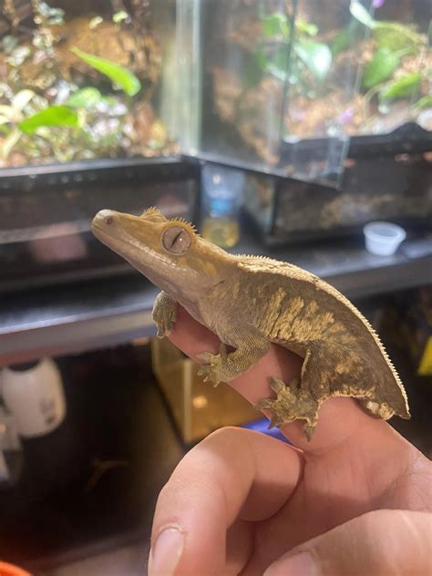 chelonian type echo 1