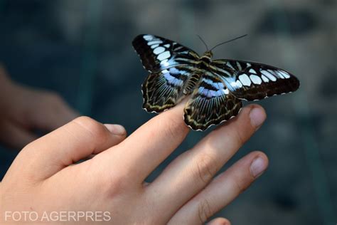 fluturi negri agentia de presa rador