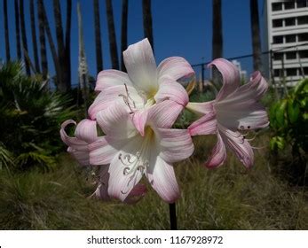 naked lady lily   images   images vectorielles de stock