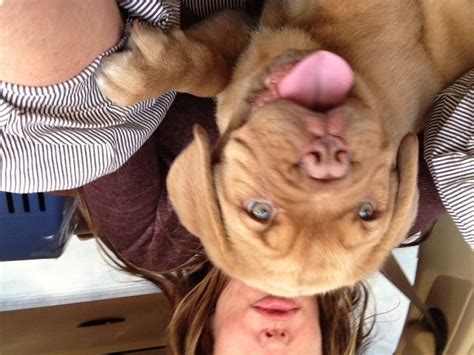 "My doggie" #KellysKitchen #KellyLebrock #foodtweeks4foodbanks | Kelly ...