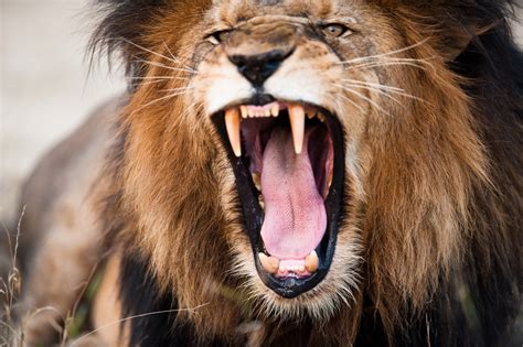 life  lions   world   king   jungle