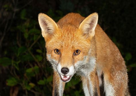 european red fox scientific  vulpes vulpes garden  flickr