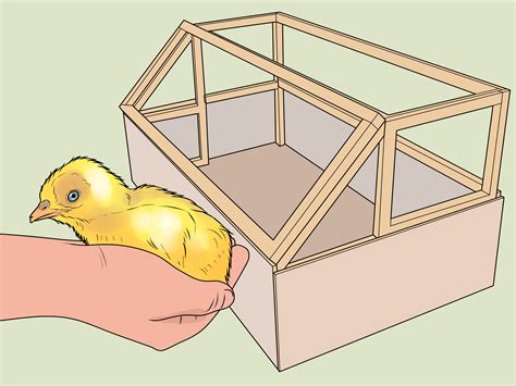 Incubating Turkey Eggs 2