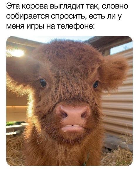 ﻿Эта корова выглядит так, словно собирается спросить, есть ли у меня ...