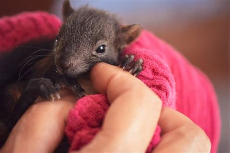 The Secrets of the Adorable Baby Squirrels