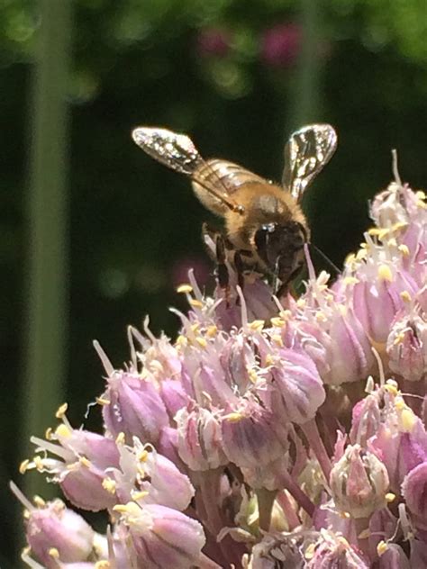 Lubbock Memorial Arboretum Foundation, Inc | Lubbock TX