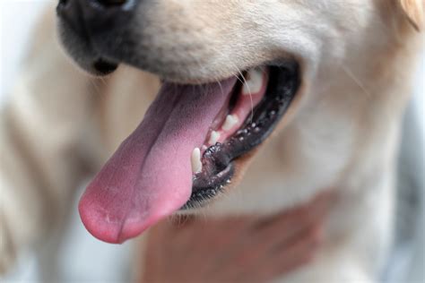 Hookworms in Dogs: Signs, Treatment and Сauses | RexiPets