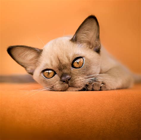 small cat breeds cat sizes  personality traits