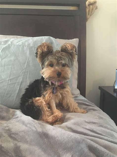Pin by Brandie on Teacup Yorkie | Yorkie dogs, Yorkie terrier ...