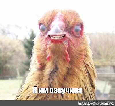 Создать мем "за кур, курица, мемы про куриц" - Картинки - Meme-arsenal.com