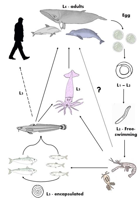 4: The life cycle of Anisakis simplex. At the third larval stage (L3 ...