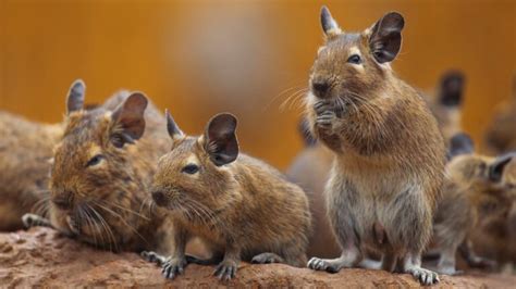 Different Types Of Rodents (20 Popular Species List)