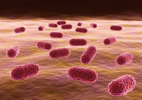 bacteria acinetobacter baumannii bacteria resistente  los