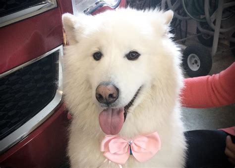 Adorable Samoyed puppy : samoyeds