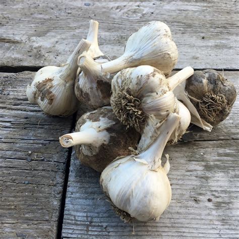 How to plant garlic in the fall | Hello Homestead