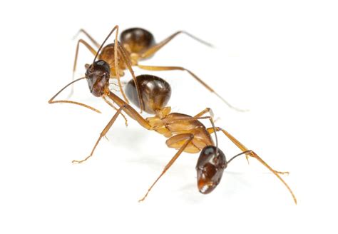 Ants perform amputations on each other | scienceillustrated.com