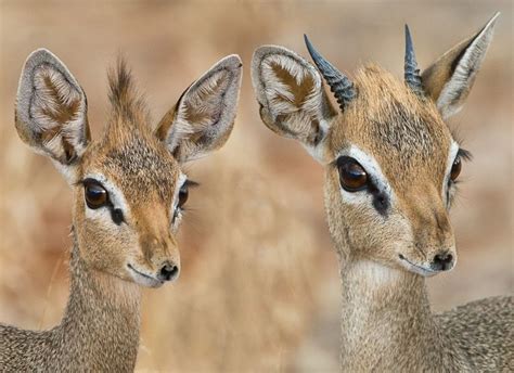 DIk Dik | Roslevphoto.com