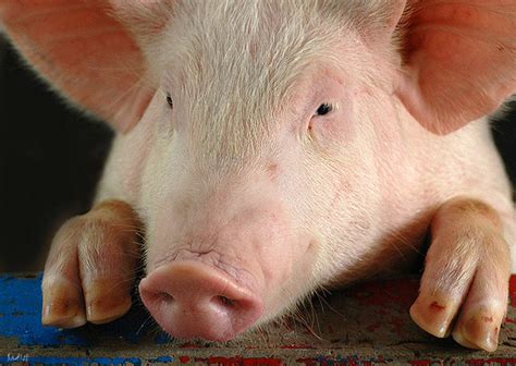 pig pictures pics images     tattoo inspiration