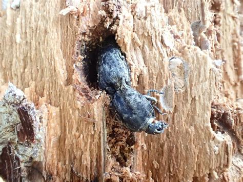 cryptalaus berus  february   renshuchu inaturalist