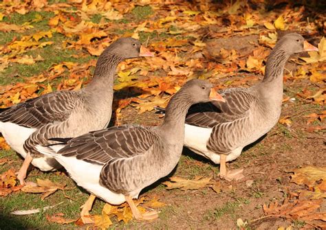 Toulouse Geese | Work with animals, Animals, Livestock