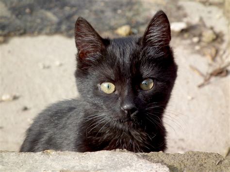 Free Images : cute, pet, fur, portrait, kitten, black cat, fauna, pets