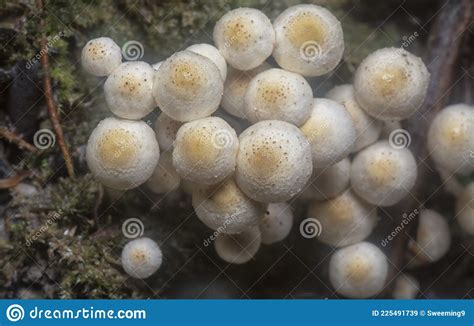 Many of the Wild Panaeolus Cyanescens Mushrooms. Stock Image - Image of ...