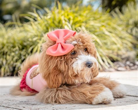 Miniature Goldendoodles: Dog Facts, Breed Information, and More – Classy Doodles